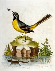 Akvarellillustration från en bok med sällsynta fåglar av G Edwards 1750. George Edwards (1694-1773) var en brittisk naturforskare och ornitolog. Han reste mycket genom Europa och studerade naturhistoria och fåglar i synnerhet. Han fick ett visst erkännande