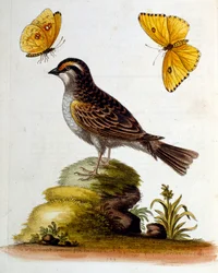 Akvarellillustration från en bok med sällsynta fåglar av G Edwards 1750. George Edwards (1694-1773) var en brittisk naturforskare och ornitolog. Han reste mycket genom Europa och studerade naturhistoria och fåglar i synnerhet. Han fick ett visst erkännande