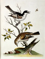 Akvarellillustration från en bok med sällsynta fåglar av G Edwards 1750. George Edwards (1694-1773) var en brittisk naturforskare och ornitolog. Han reste mycket genom Europa och studerade naturhistoria och fåglar i synnerhet. Han fick ett visst erkännande