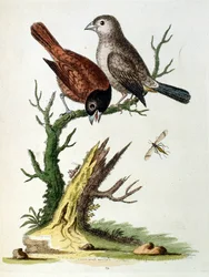 Akvarellillustration från en bok med sällsynta fåglar av G Edwards 1750. George Edwards (1694-1773) var en brittisk naturforskare och ornitolog. Han reste mycket genom Europa och studerade naturhistoria och fåglar i synnerhet. Han fick ett visst erkännande