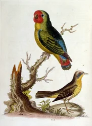 Akvarellillustration från en bok med sällsynta fåglar av G Edwards 1750. George Edwards (1694-1773) var en brittisk naturforskare och ornitolog. Han reste mycket genom Europa och studerade naturhistoria och fåglar i synnerhet. Han fick ett visst erkännande