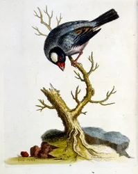 Akvarellillustration från en bok med sällsynta fåglar av G Edwards 1750. George Edwards (1694-1773) var en brittisk naturforskare och ornitolog. Han reste mycket genom Europa och studerade naturhistoria och fåglar i synnerhet. Han fick ett visst erkännande