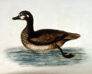 Akvarellillustration från en bok med sällsynta fåglar av G Edwards 1750. George Edwards (1694-1773) var en brittisk naturforskare och ornitolog. Han reste mycket genom Europa och studerade naturhistoria och fåglar i synnerhet. Han fick ett visst erkännande