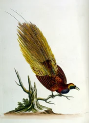 Akvarellillustration från en bok med sällsynta fåglar av G Edwards 1750. George Edwards (1694-1773) var en brittisk naturforskare och ornitolog. Han reste mycket genom Europa och studerade naturhistoria och fåglar i synnerhet. Han fick ett visst erkännande