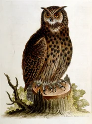 Akvarellillustration från en bok med sällsynta fåglar av G Edwards 1750. George Edwards (1694-1773) var en brittisk naturforskare och ornitolog. Han reste mycket genom Europa och studerade naturhistoria och fåglar i synnerhet. Han fick ett visst erkännande