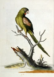 Akvarellillustration från en bok med sällsynta fåglar av G Edwards 1750. George Edwards (1694-1773) var en brittisk naturforskare och ornitolog. Han reste mycket genom Europa och studerade naturhistoria och fåglar i synnerhet. Han fick ett visst erkännande