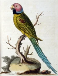 Akvarellillustration från en bok med sällsynta fåglar av G Edwards 1750. George Edwards (1694-1773) var en brittisk naturforskare och ornitolog. Han reste mycket genom Europa och studerade naturhistoria och fåglar i synnerhet. Han fick ett visst erkännande