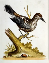 Akvarellillustration från en bok med sällsynta fåglar av G Edwards 1750. George Edwards (1694-1773) var en brittisk naturforskare och ornitolog. Han reste mycket genom Europa och studerade naturhistoria och fåglar i synnerhet. Han fick ett visst erkännande