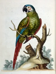 Akvarellillustration från en bok med sällsynta fåglar av G Edwards 1750. George Edwards (1694-1773) var en brittisk naturforskare och ornitolog. Han reste mycket genom Europa och studerade naturhistoria och fåglar i synnerhet. Han fick ett visst erkännande
