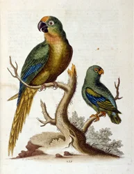 Akvarellillustration från en bok med sällsynta fåglar av G Edwards 1750. George Edwards (1694-1773) var en brittisk naturforskare och ornitolog. Han reste mycket genom Europa och studerade naturhistoria och fåglar i synnerhet. Han fick ett visst erkännande