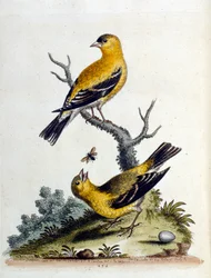 Akvarellillustration från en bok med sällsynta fåglar av G Edwards 1750. George Edwards (1694-1773) var en brittisk naturforskare och ornitolog. Han reste mycket genom Europa och studerade naturhistoria och fåglar i synnerhet. Han fick ett visst erkännande