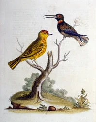 Akvarellillustration från en bok med sällsynta fåglar av G Edwards 1750. George Edwards (1694-1773) var en brittisk naturforskare och ornitolog. Han reste mycket genom Europa och studerade naturhistoria och fåglar i synnerhet. Han fick ett visst erkännande