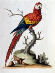 Akvarellillustration från en bok med sällsynta fåglar av G Edwards 1750. George Edwards (1694-1773) var en brittisk naturforskare och ornitolog. Han reste mycket genom Europa och studerade naturhistoria och fåglar i synnerhet. Han fick ett visst erkännande