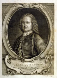 Akvarellillustration från en bok med sällsynta fåglar av G Edwards 1750. George Edwards (1694-1773) var en brittisk naturforskare och ornitolog. Han reste mycket genom Europa och studerade naturhistoria och fåglar i synnerhet. Han fick ett visst erkännande