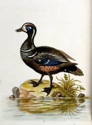 Akvarellillustration från en bok med sällsynta fåglar av G Edwards 1750. George Edwards (1694-1773) var en brittisk naturforskare och ornitolog. Han reste mycket genom Europa och studerade naturhistoria och fåglar i synnerhet. Han fick ett visst erkännande