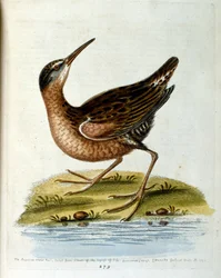 Akvarellillustration från en bok med sällsynta fåglar av G Edwards 1750. George Edwards (1694-1773) var en brittisk naturforskare och ornitolog. Han reste mycket genom Europa och studerade naturhistoria och fåglar i synnerhet. Han fick ett visst erkännande