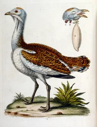 Akvarellillustration från en bok med sällsynta fåglar av G Edwards 1750. George Edwards (1694-1773) var en brittisk naturforskare och ornitolog. Han reste mycket genom Europa och studerade naturhistoria och fåglar i synnerhet. Han fick ett visst erkännande