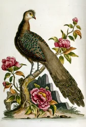 Akvarellillustration från en bok med sällsynta fåglar av G Edwards 1750. George Edwards (1694-1773) var en brittisk naturforskare och ornitolog. Han reste mycket genom Europa och studerade naturhistoria och fåglar i synnerhet. Han fick ett visst erkännande
