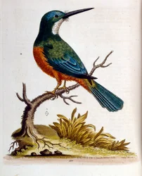 Akvarellillustration från en bok med sällsynta fåglar av G Edwards 1750. George Edwards (1694-1773) var en brittisk naturforskare och ornitolog. Han reste mycket genom Europa och studerade naturhistoria och fåglar i synnerhet. Han fick ett visst erkännande