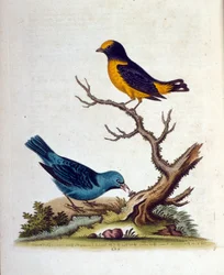 Akvarellillustration från en bok med sällsynta fåglar av G Edwards 1750. George Edwards (1694-1773) var en brittisk naturforskare och ornitolog. Han reste mycket genom Europa och studerade naturhistoria och fåglar i synnerhet. Han fick ett visst erkännande