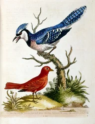 Akvarellillustration från en bok med sällsynta fåglar av G Edwards 1750. George Edwards (1694-1773) var en brittisk naturforskare och ornitolog. Han reste mycket genom Europa och studerade naturhistoria och fåglar i synnerhet. Han fick ett visst erkännande