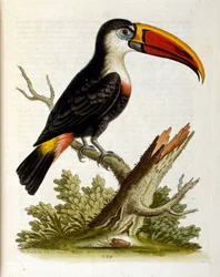 Akvarellillustration från en bok med sällsynta fåglar av G Edwards 1750. George Edwards (1694-1773) var en brittisk naturforskare och ornitolog. Han reste mycket genom Europa och studerade naturhistoria och fåglar i synnerhet. Han fick ett visst erkännande