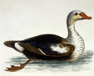Akvarellillustration från en bok med sällsynta fåglar av G Edwards 1750. George Edwards (1694-1773) var en brittisk naturforskare och ornitolog. Han reste mycket genom Europa och studerade naturhistoria och fåglar i synnerhet. Han fick ett visst erkännande