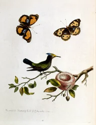 Akvarellillustration från en bok med sällsynta fåglar av G Edwards 1750. George Edwards (1694-1773) var en brittisk naturforskare och ornitolog. Han reste mycket genom Europa och studerade naturhistoria och fåglar i synnerhet. Han fick ett visst erkännande