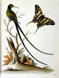 Akvarellillustration från en bok med sällsynta fåglar av G Edwards 1750. George Edwards (1694-1773) var en brittisk naturforskare och ornitolog. Han reste mycket genom Europa och studerade naturhistoria och fåglar i synnerhet. Han fick ett visst erkännande