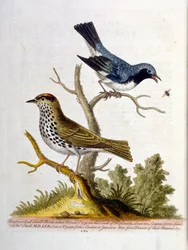 Akvarellillustration från en bok med sällsynta fåglar av G Edwards 1750. George Edwards (1694-1773) var en brittisk naturforskare och ornitolog. Han reste mycket genom Europa och studerade naturhistoria och fåglar i synnerhet. Han fick ett visst erkännande