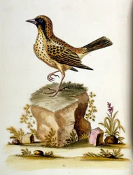 Akvarellillustration från en bok med sällsynta fåglar av G Edwards 1750. George Edwards (1694-1773) var en brittisk naturforskare och ornitolog. Han reste mycket genom Europa och studerade naturhistoria och fåglar i synnerhet. Han fick ett visst erkännande