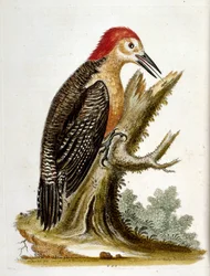 Akvarellillustration från en bok med sällsynta fåglar av G Edwards 1750. George Edwards (1694-1773) var en brittisk naturforskare och ornitolog. Han reste mycket genom Europa och studerade naturhistoria och fåglar i synnerhet. Han fick ett visst erkännande