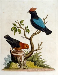 Akvarellillustration från en bok med sällsynta fåglar av G Edwards 1750. George Edwards (1694-1773) var en brittisk naturforskare och ornitolog. Han reste mycket genom Europa och studerade naturhistoria och fåglar i synnerhet. Han fick ett visst erkännande