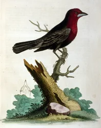 Akvarellillustration från en bok med sällsynta fåglar av G Edwards 1750. George Edwards (1694-1773) var en brittisk naturforskare och ornitolog. Han reste mycket genom Europa och studerade naturhistoria och fåglar i synnerhet. Han fick ett visst erkännande