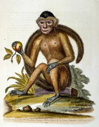 Akvarellillustration från en bok med sällsynta fåglar av G Edwards 1750. George Edwards (1694-1773) var en brittisk naturforskare och ornitolog. Han reste mycket genom Europa och studerade naturhistoria och fåglar i synnerhet. Han fick ett visst erkännande
