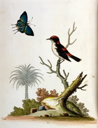 Akvarellillustration från en bok med sällsynta fåglar av G Edwards 1750. George Edwards (1694-1773) var en brittisk naturforskare och ornitolog. Han reste mycket genom Europa och studerade naturhistoria och fåglar i synnerhet. Han fick ett visst erkännande