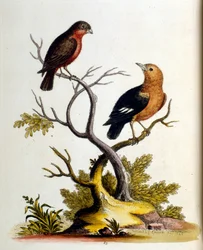 Akvarellillustration från en bok med sällsynta fåglar av G Edwards 1750. George Edwards (1694-1773) var en brittisk naturforskare och ornitolog. Han reste mycket genom Europa och studerade naturhistoria och fåglar i synnerhet. Han fick ett visst erkännande