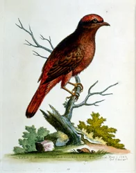 Akvarellillustration från en bok med sällsynta fåglar av G Edwards 1750. George Edwards (1694-1773) var en brittisk naturforskare och ornitolog. Han reste mycket genom Europa och studerade naturhistoria och fåglar i synnerhet. Han fick ett visst erkännande