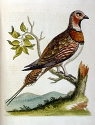 Akvarellillustration från en bok med sällsynta fåglar av G Edwards 1750. George Edwards (1694-1773) var en brittisk naturforskare och ornitolog. Han reste mycket genom Europa och studerade naturhistoria och fåglar i synnerhet. Han fick ett visst erkännande