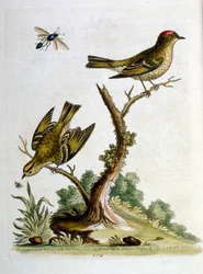 Akvarellillustration från en bok med sällsynta fåglar av G Edwards 1750. George Edwards (1694-1773) var en brittisk naturforskare och ornitolog. Han reste mycket genom Europa och studerade naturhistoria och fåglar i synnerhet. Han fick ett visst erkännande