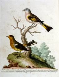 Akvarellillustration från en bok med sällsynta fåglar av G Edwards 1750. George Edwards (1694-1773) var en brittisk naturforskare och ornitolog. Han reste mycket genom Europa och studerade naturhistoria och fåglar i synnerhet. Han fick ett visst erkännande