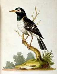 Akvarellillustration från en bok med sällsynta fåglar av G Edwards 1750. George Edwards (1694-1773) var en brittisk naturforskare och ornitolog. Han reste mycket genom Europa och studerade naturhistoria och fåglar i synnerhet. Han fick ett visst erkännande