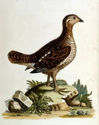 Akvarellillustration från en bok med sällsynta fåglar av G Edwards 1750. George Edwards (1694-1773) var en brittisk naturforskare och ornitolog. Han reste mycket genom Europa och studerade naturhistoria och fåglar i synnerhet. Han fick ett visst erkännande