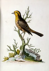 Akvarellillustration från en bok med sällsynta fåglar av G Edwards 1750. George Edwards (1694-1773) var en brittisk naturforskare och ornitolog. Han reste mycket genom Europa och studerade naturhistoria och fåglar i synnerhet. Han fick ett visst erkännande