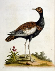 Akvarellillustration från en bok med sällsynta fåglar av G Edwards 1750. George Edwards (1694-1773) var en brittisk naturforskare och ornitolog. Han reste mycket genom Europa och studerade naturhistoria och fåglar i synnerhet. Han fick ett visst erkännande