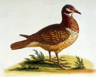 Akvarellillustration från en bok med sällsynta fåglar av G Edwards 1750. George Edwards (1694-1773) var en brittisk naturforskare och ornitolog. Han reste mycket genom Europa och studerade naturhistoria och fåglar i synnerhet. Han fick ett visst erkännande