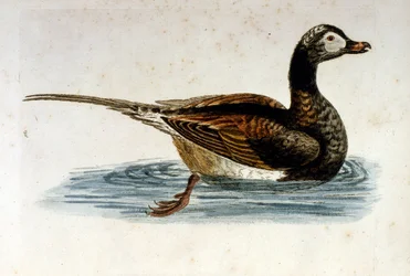 Akvarellillustration från en bok med sällsynta fåglar av G Edwards 1750. George Edwards (1694-1773) var en brittisk naturforskare och ornitolog. Han reste mycket genom Europa och studerade naturhistoria och fåglar i synnerhet. Han fick ett visst erkännande