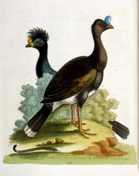 Akvarellillustration från en bok med sällsynta fåglar av G Edwards 1750. George Edwards (1694-1773) var en brittisk naturforskare och ornitolog. Han reste mycket genom Europa och studerade naturhistoria och fåglar i synnerhet. Han fick ett visst erkännande