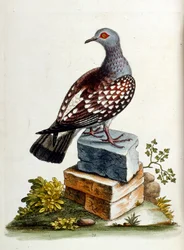 Akvarellillustration från en bok med sällsynta fåglar av G Edwards 1750. George Edwards (1694-1773) var en brittisk naturforskare och ornitolog. Han reste mycket genom Europa och studerade naturhistoria och fåglar i synnerhet. Han fick ett visst erkännande