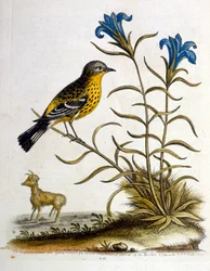 Akvarellillustration från en bok med sällsynta fåglar av G Edwards 1750. George Edwards (1694-1773) var en brittisk naturforskare och ornitolog. Han reste mycket genom Europa och studerade naturhistoria och fåglar i synnerhet. Han fick ett visst erkännande